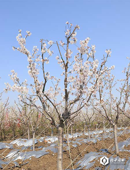 北美海棠,椴树,绚丽海棠,原冠元宝枫,原冠榉树,丛生元宝枫 