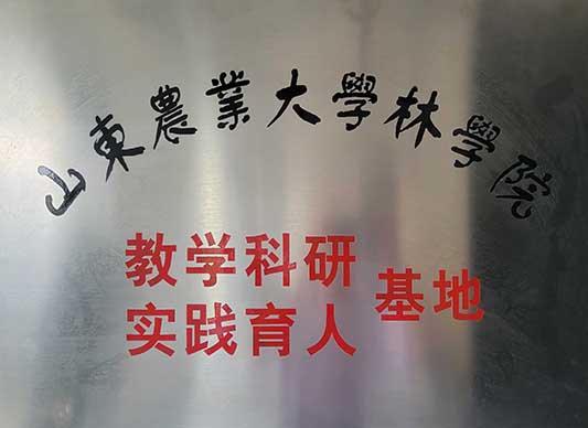 北美海棠,椴树,绚丽海棠,原冠元宝枫,原冠榉树,丛生元宝枫 