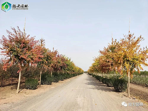元宝枫