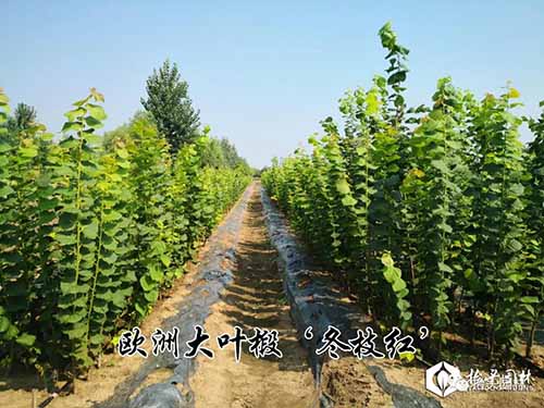 椴树